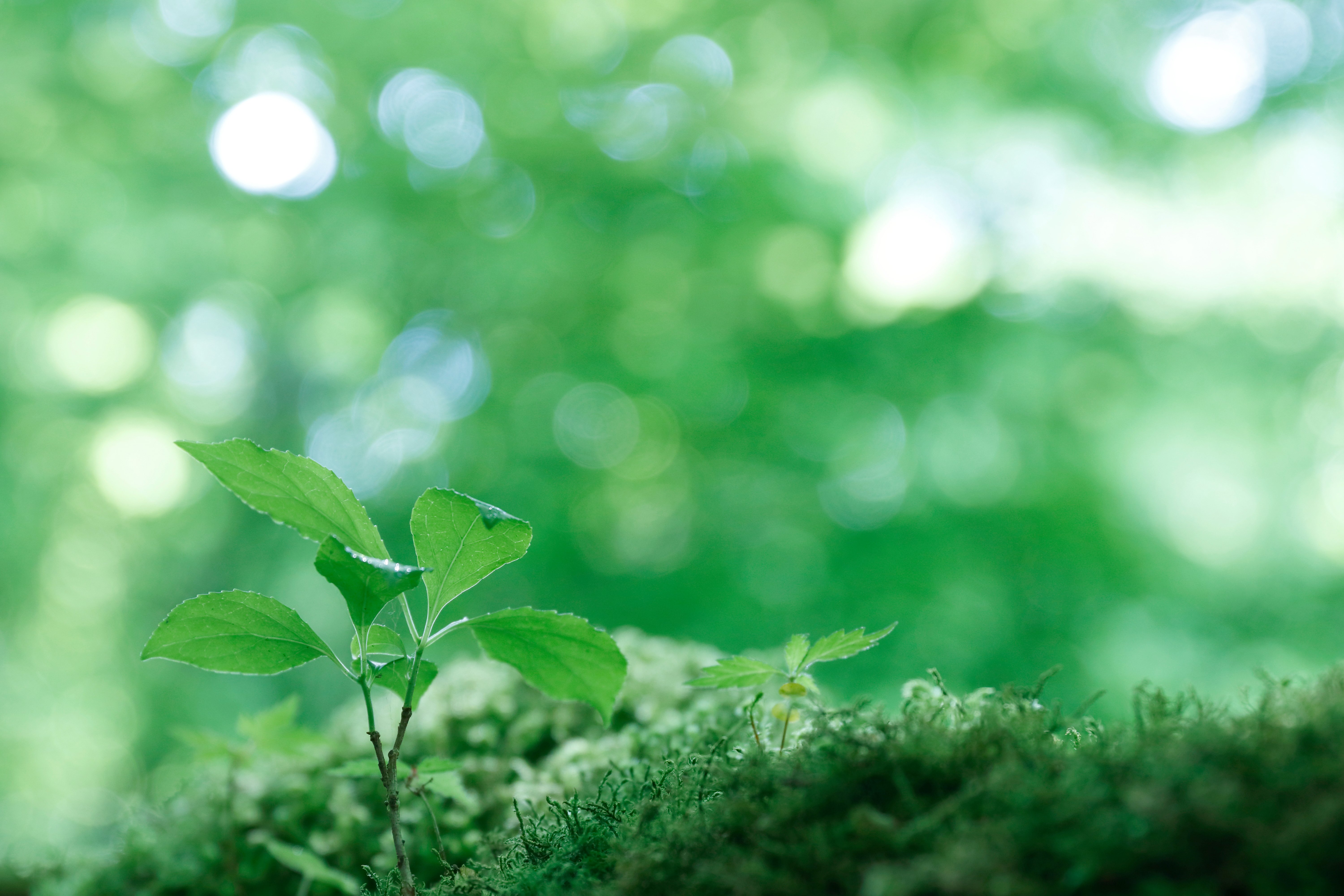 AdobeStock_154832288